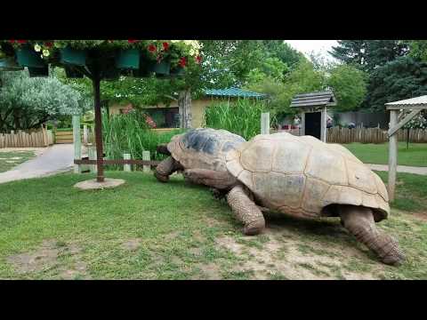 Video Giant Tortoises at Full Speed