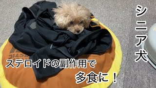 ステロイド服用で・・・食べムラ　シニア犬の変化　トイプードル／パート主婦
