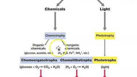 BIOL205R Lecture: Microbial Metabolism Part 1 #1of3