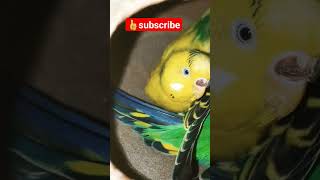 budgies egglaying hatchingparrothelecopter hogoromobudgerigarhelecopter viralpetslovers2770