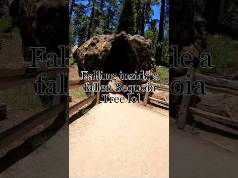 Video: Tehtävää Sequoian ja Kings Canyonin kansallispuistoissa