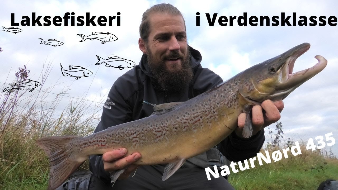 NaturNørd 435. Lakse fiskeri i Verdensklasse !!!! 3 fisk på krogen !!!!