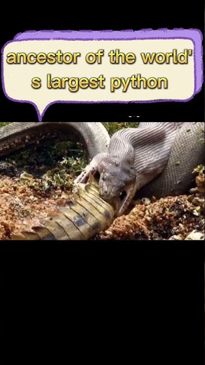 ancestor of the world's largest python #shorts #ancestors - YouTube