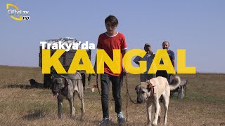 TRAKYA'DA KANGAL - Kangal Aşkı
