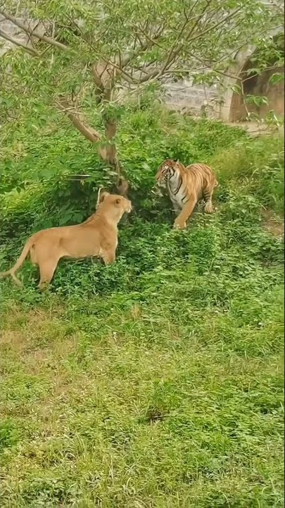 Tiger 🐅 Vs Lioness 🦁- Ahmno Sahmne 😈