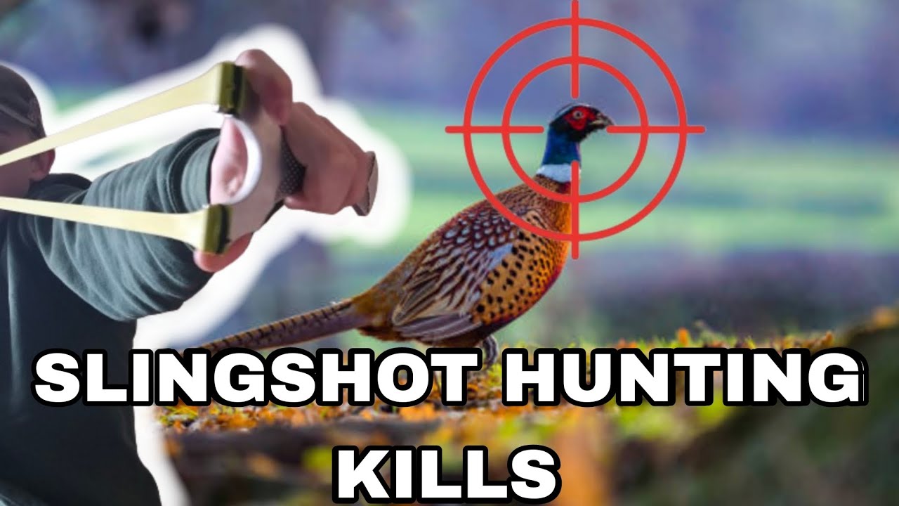 3 DAYS SLINGSHOT HUNTING PHEASANT KILL SHOTS CATTY SHACK EVO YouTube