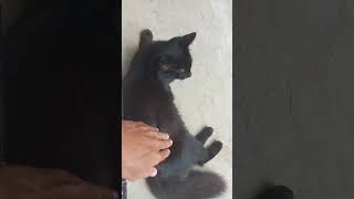 the black one is active ( si hitam yang aktif ) by Vi On 12 views 3 months ago 3 minutes, 4 seconds