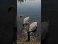 Two swans swam over just to eat #shorts #swans #nature #animals #beautiful #wildlife