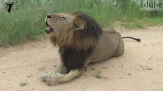 Male Lion Roaring In Africa