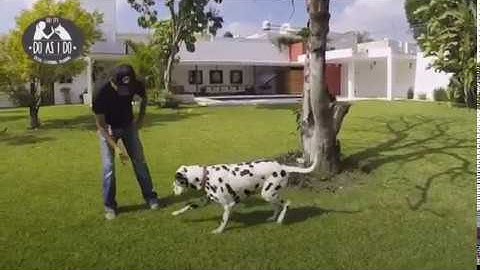 Imitation of 2 actions on one object with Do as I Do