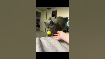 Playing fetch with my cat #cats #catvideos #catshorts