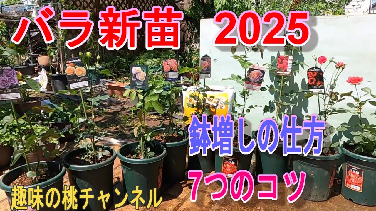 New Rose Seedlings 2025] 7 Tips for How to Increase the Pot Size