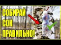 КАК ПРАВИЛЬНО СОБИРАТЬ БЕРЕЗОВЫЙ СОК. ПРОСТОЙ И БЕЗОПАСНЫЙ СПОСОБ!