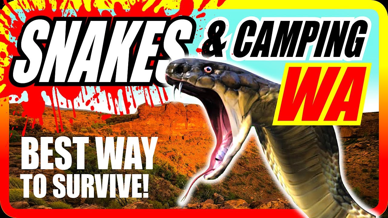 The ABSOLUTE BEST Way to Survive Snake Season in Western Australia