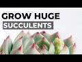 GROW HUGE SUCCULENTS