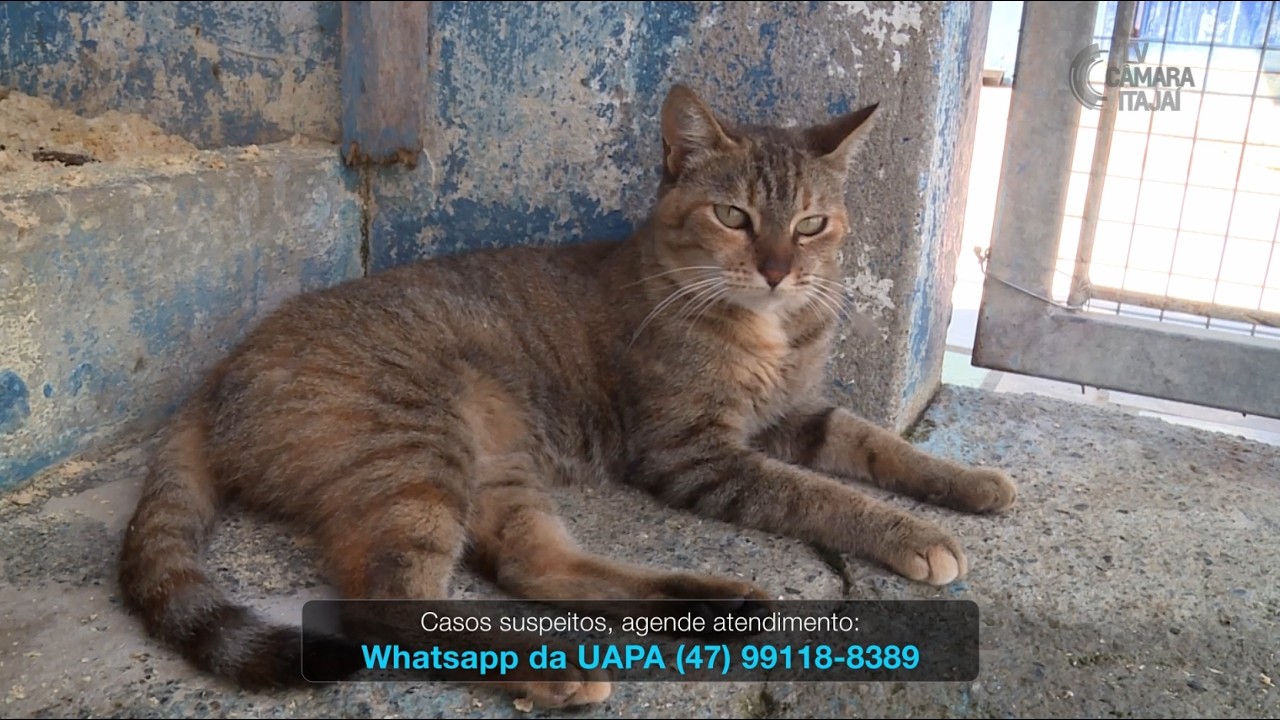 UAPA alerta para surto de esporotricose em Itajaí