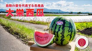 大栄西瓜｜夏のお取扱い商品｜JA全農とっとり アグリマーケット 鳥取県 ...