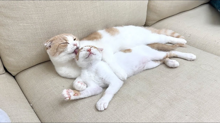 保護してきた子猫を我が子だと思って溺愛してる猫がこうなっちゃってました…笑