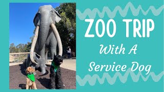 Services Dog's First Zoo Trip! ll Vlog 2021