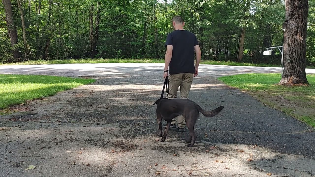 blue collar k9 training