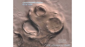 Caenorhabditis elegans roller 2