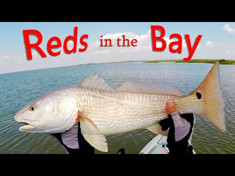 nice-reds-in-galveston-texas-west-bay