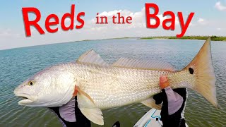 Nice Reds in Galveston Texas West Bay