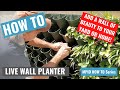 HOW TO CREATE A LIVING PLANT WALL (House Building in the Philippines)