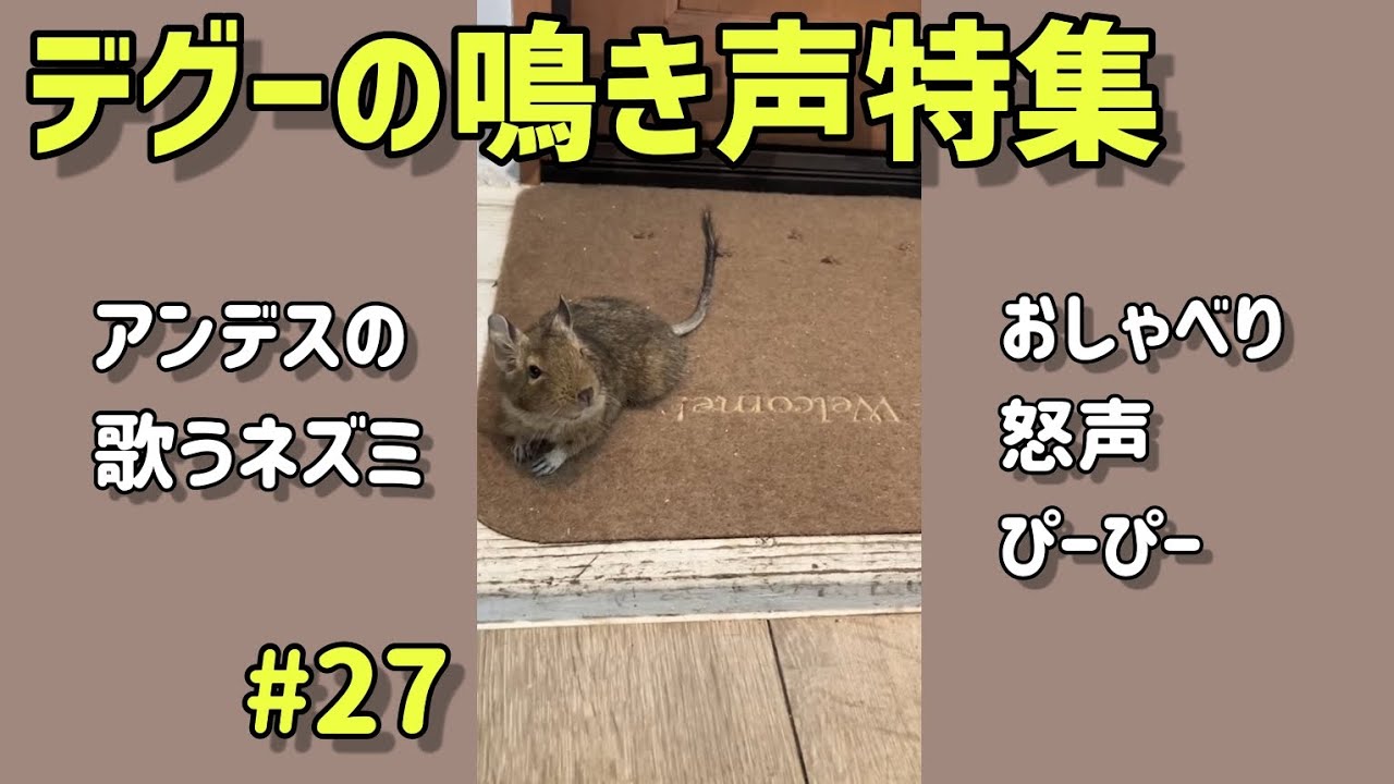 #27  アンデスの歌うネズミは歌うだけじゃない。