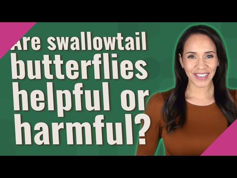 Vídeo: As borboletas pretas de rabo de andorinha são benéficas - Aprenda sobre cenouras e lagartas pretas de rabo de andorinha