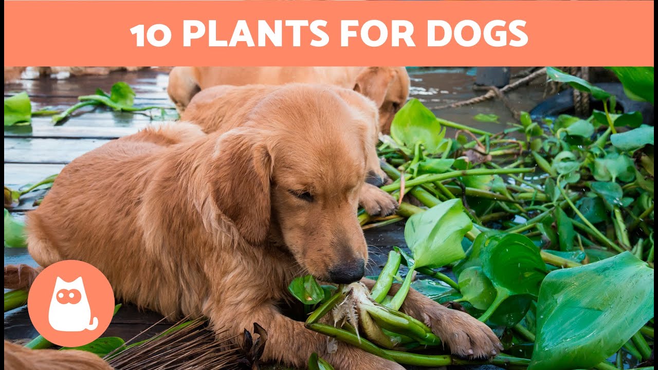 10 PLANTS Safe for DOGS 🌷 Dog-Friendly Plants - YouTube