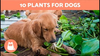 10 PLANTS Safe for DOGS ✅ DogFriendly Plants