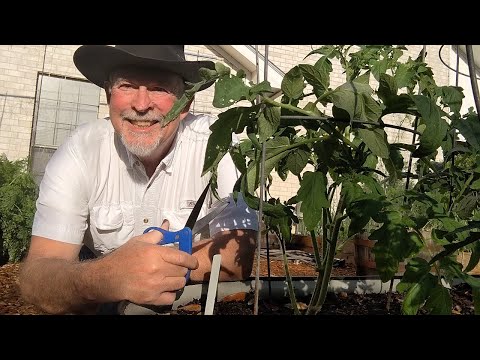 How to Prune Tomato Plants - Determinant and Indeterminate