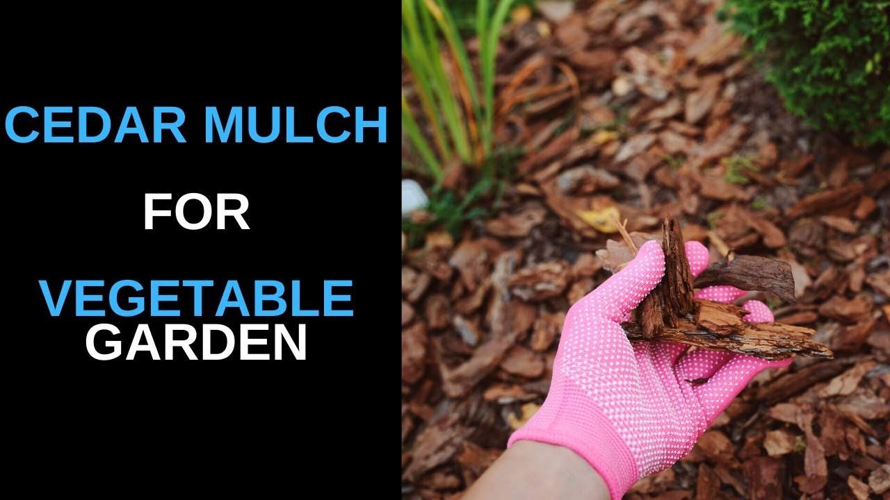 Cedar Mulch For Vegetable Garden You