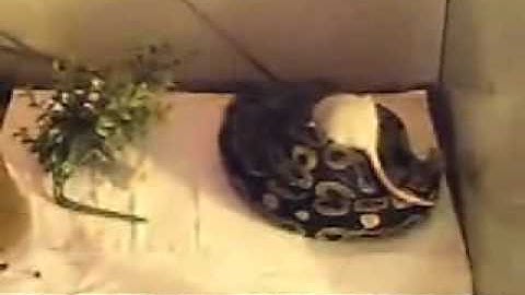 BALL PYTHON ATTACKING RAT IN SLOW MOTION!1080p