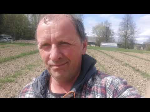 Video: Avietės: Plantacijų Genėjimas