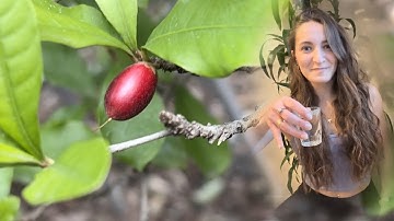 I Tried The Berry That Makes Sour Foods Sweet
