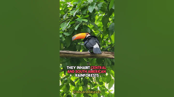 Toucans -  From Colorful Bills to Tropical Rainforests! - DayDayNews