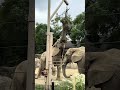 Elephant's trunk contains around 40,000 muscles working hard to get the food!🐘 #animals #zoo #fyp