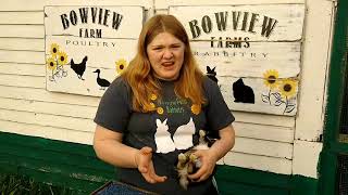 How to do Rabbit Showmanship for 4-H