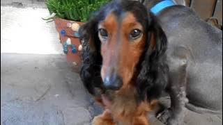 [LUCU] Anjing yang takut Dimarahi majikannya