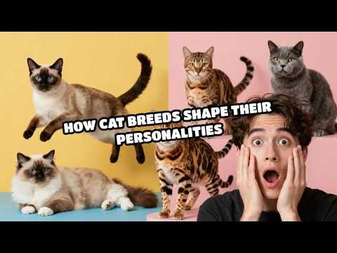 How Cat Breeds Shape Their Personalities
