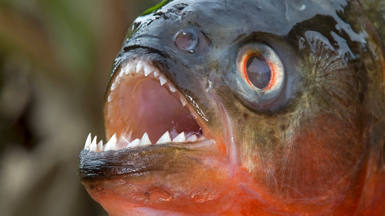 Piranha - Der Raubfisch Aus Südamerika / Dokumentation (Deutsch/HD