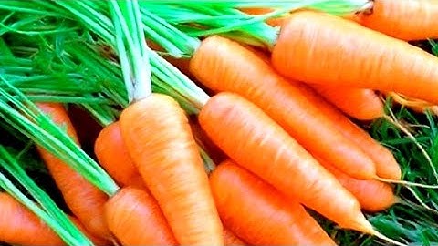 P 1 .  LÀM THẾ NÀO ĐỂ CÀ RỐT CÓ NĂNG SUẤT CAO CỦ ĐẸP.    INSTRUCTIONS FOR GROWING HIGH Yield Carrots