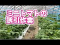 【阿南農園】ミニトマトの誘引作業しました！