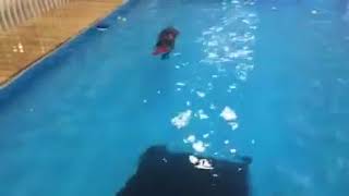 Pool Time At The Ultimutt 9