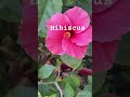 #hibiscus  #gardening  #youtubeshorts