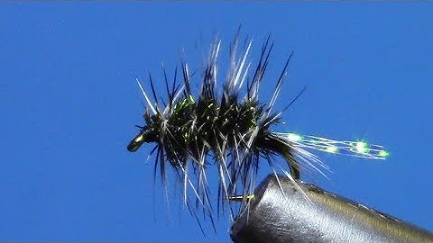 Pearly Griffiths Gnat