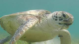Snorkeling Green Island Barrier Reef