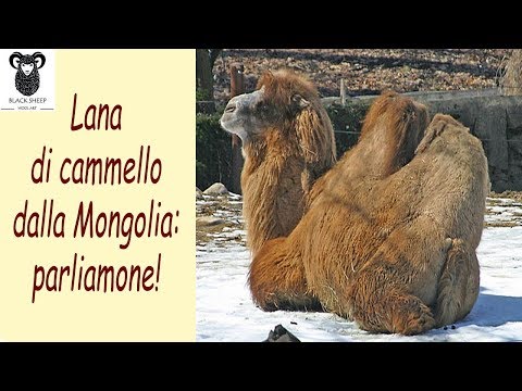 Lana di cammello dalla Mongolia: parliamone!